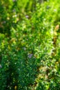 Alfalfa organic plant that has been grown as feed for livestock