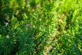 Alfalfa organic plant that has been grown as feed for livestock