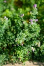 Alfalfa organic plant that has been grown as feed for livestock
