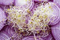 Alfalfa over a Group of Sliced Red Onion Rings Royalty Free Stock Photo