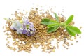 Alfalfa plant with blue flowers, green leaf and seeds. Medicago sativa is a blue plant. Alfalfa seeds, leaf and fresh Royalty Free Stock Photo