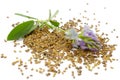 Alfalfa plant with blue flowers, green leaf and seeds. Medicago sativa is a blue plant. Alfalfa seeds, leaf and fresh Royalty Free Stock Photo