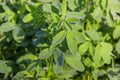 Alfalfa plant with dew drops on field close-up Royalty Free Stock Photo