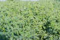 Alfalfa plants covered with dew on a field in morning Royalty Free Stock Photo