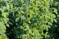 Alfalfa plants covered with dew on a field in morning Royalty Free Stock Photo