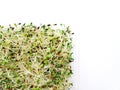 Alfalfa & radish sprouts Royalty Free Stock Photo