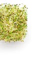 Alfalfa & radish sprouts top view Royalty Free Stock Photo