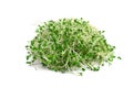 Alfalfa sprouts Royalty Free Stock Photo