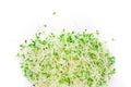 Alfalfa sprouts Royalty Free Stock Photo