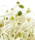 Alfalfa Sprouts Royalty Free Stock Photo