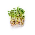 Alfalfa sprouts