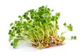 Alfalfa sprouts Royalty Free Stock Photo