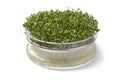 Alfalfa sprouts growing in a glass container