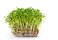 Alfalfa sprouts Royalty Free Stock Photo