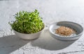 Alfalfa sprouts in a white bowl. Grow microgreen for food. Healthy vitamin food. Germinate alfalfa seeds. Growing micro