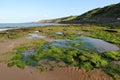 Alga in the beach