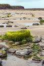 Alga covered stone on an irish beach