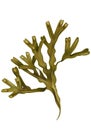 Alga illustration. Royalty Free Stock Photo