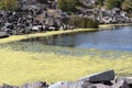 Algae bloom in bay