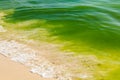 Algae bloom in the ocean