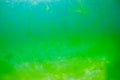 Algae bloom in the ocean