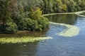 Algae bloom on the river. Water pollution of rivers and lakes by harmful algal blooms
