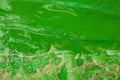 Algae bloom on the surface of the water. Summer pond with green algae. Problems of ecology Royalty Free Stock Photo