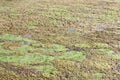 Algae on a boggy surface of a pond