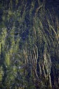 Algae at the bottom of the fast and clean Ural river. Natural background for graphic projects. Royalty Free Stock Photo