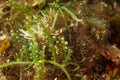 Algae Caulerpa cylindracea on Mljet Royalty Free Stock Photo