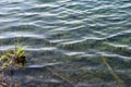 Algae On Clear Lakeshore Water