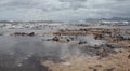 Rocky mediterranean beach covered with algae after storm