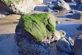 Algae covered boulder on shore of Cress Street Beach in Laguna Beach, California. Royalty Free Stock Photo