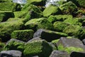 Algae covered stones