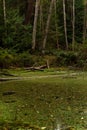 Algae covered pond in the forest Royalty Free Stock Photo