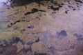 Algae covered pond overgrowth due to farm fertilizer runoff