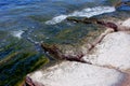 Algae covered rock by ocean Royalty Free Stock Photo