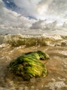 Algae covered rock washed by sea waves