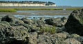 Algae covered rocks on the beach Royalty Free Stock Photo