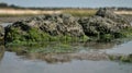 Algae covered rocks on the beach Royalty Free Stock Photo