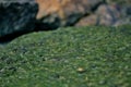 Algae covered rocks on the beach Royalty Free Stock Photo