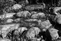Algae covered rocks on a beach. Colored Black and white Royalty Free Stock Photo