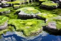 algae-covered stones surrounded by hot spring water