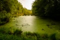 Algae Covered Swamp