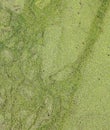 Algae covered swamp water