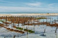 Algae cultivation during outflow in Zanzibar