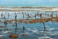 Algae cultivation in Zanzibar island Royalty Free Stock Photo