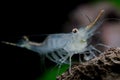 Algae-eating Pinocchio shrimp, Rhino Shrimp or Red Nose Shrimp Caridina gracilirostris Royalty Free Stock Photo