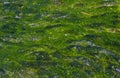 Algae on eutrophic water Royalty Free Stock Photo