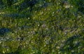 Algae on eutrophic water Royalty Free Stock Photo